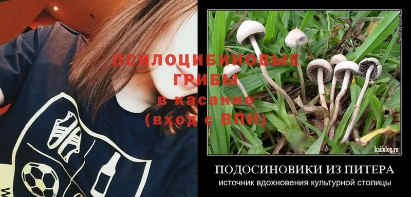 Галлюциногенные грибы MAGIC MUSHROOMS  Красавино 